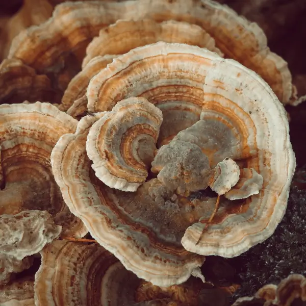 coriolus-mrl_coriolus-versicolor_paddenstoel-poeder-tabletten_biologisch_organic_superfood4me-biologische-superfoods