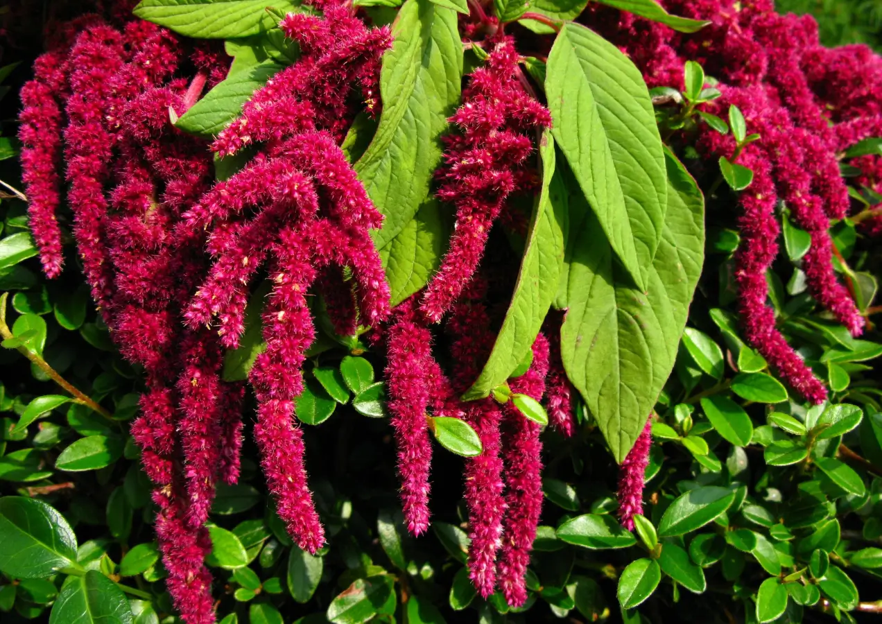 wat-is-amaranth_de-amaranthplant_superfood4me-biologische-superfoods