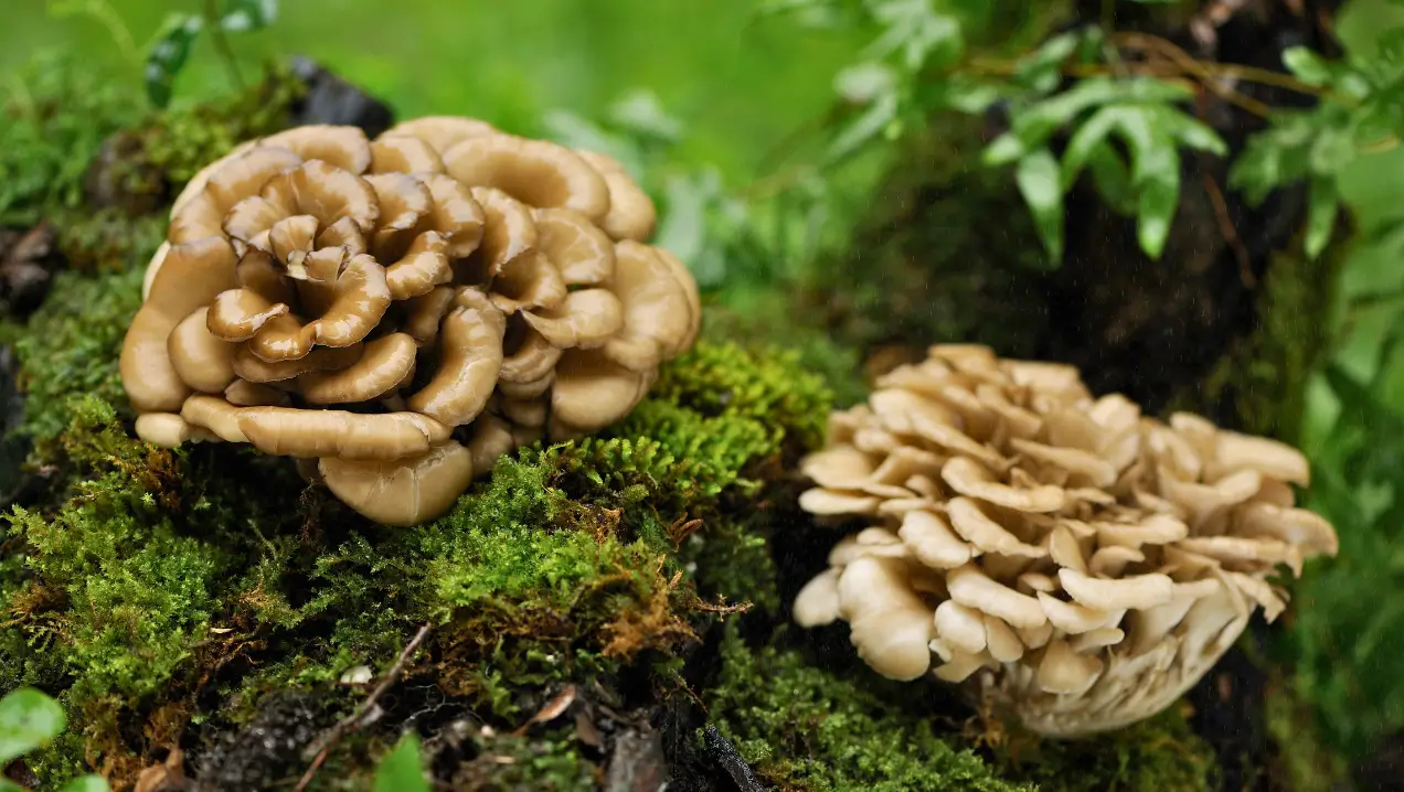 maitake-eikhaas-cluse-up_superfood4me-biologische-superfoods